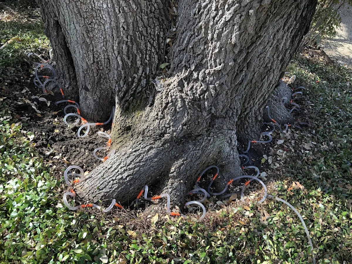 Detailed Shrub and Hedge Trimming job site in San Ygnacio