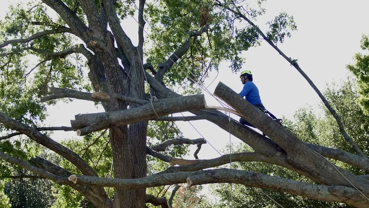 Professional Crown Thinning performed by certified arborists in San Ygnacio